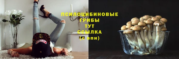гашик Алексин